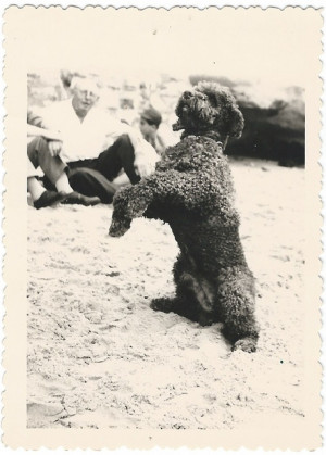 Standard Poodle In Show Coat