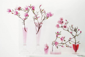 Cherry Blossoms and Wall Stencils