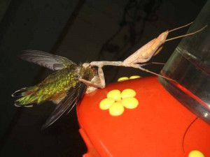 Mantids are also incapable of eating the entire hummingbird. If they ...