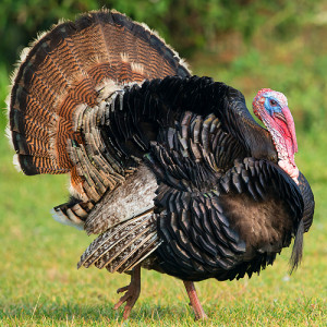 ... that Gave Turkey (the Bird) the Same Name as Turkey (the Nation