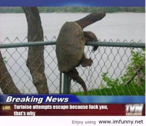 news, escape turtle / Funny Pictures, Funny Quotes – Photos, Quotes ...