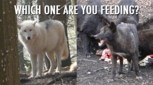 Which Wolf Inside Of You Are You Feeding?