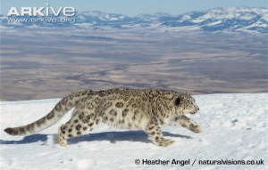Snow-leopard-running-through-snow.jpg