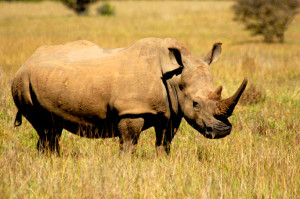 The Black Rhino And White