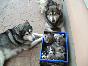 Cute Husky Family & Their Puppy Crate !
