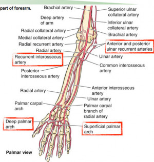 Anterior and Posterior Interosseous Nerve Anatomy