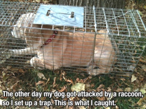 Raccoon Outsmarts The Domesticated Dog Into a Trap