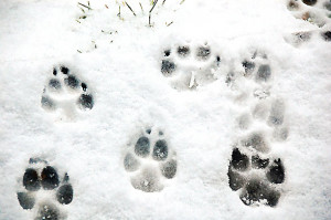If you don’t have snow, try photographing your dog’s paw prints: