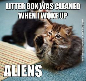 litter box was cleaned aliens cat