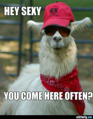 ... tags for this image include: words, funny, llama, lol and quotes