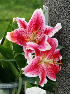 Free Photo of Pink Tiger Lilies In a Cemetary