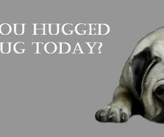 COVERS / Pug Facebook Cover Photo For Your Timeline. Pug Quotes ...