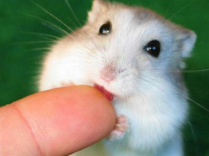 Cute Baby - hamsters Photo