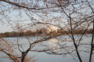 ... Cherry Tree Quote The jefferson memorial through the cherry trees