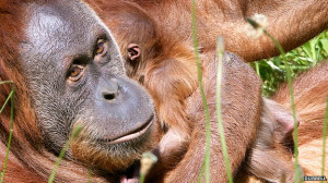 Sumatran orangutans: Meeting the refugees of the lost rainforest