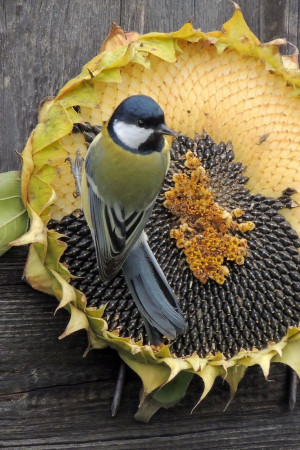 Bird Eating Dried Sunflower Seeds
