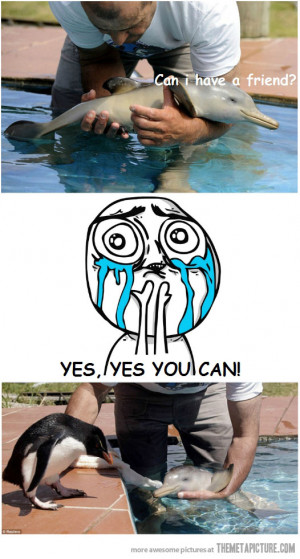 funny baby dolphin penguin friends