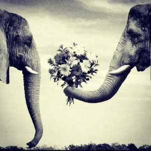 cute, elephants, love, quotes, tumblr