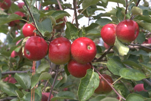 empire apples on a tree in new york state courtesy of new york apple ...