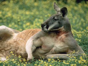 Red Kangaroo Australia Wallpaper