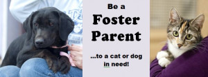 Thank you for your interest in becoming a foster parent for a cat or ...