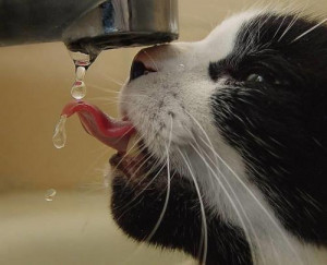 Your cat needs about an ounce of water per pound of body weight every ...