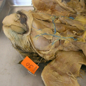 The Muscles Cat Are Similar...