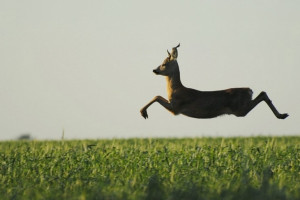 Perfectly Timed Photo – Jumping Deer