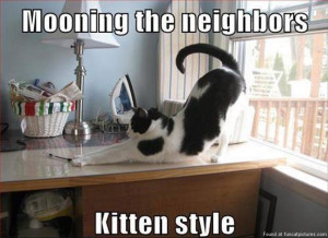 funny-cat-pictures-mooning-the-neighbors-kitten-style