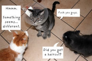 Cat sarcasm, not funny to other cats.
