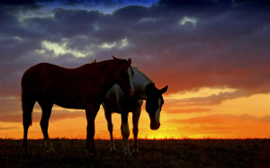 Horse wallpaper - horse sunset is a great wallpaper for your computer ...
