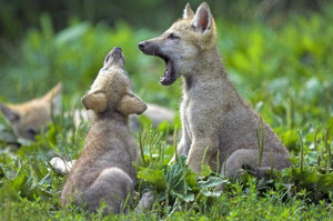 Cute wolf pups - Wolves 3 Picture