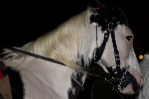 Knifesmith » Street dog or kids best friend