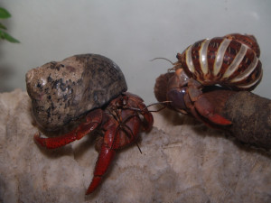 Hermit crab infomation website