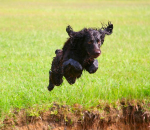 Boykin Spaniel, Swamp Poodle, LBD / Little Brown Dog Boykin Spaniel