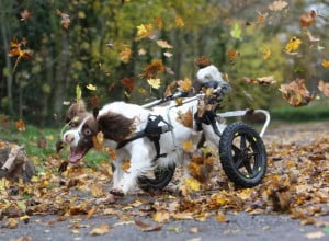Disabled dog in a wheelchair loves chasing leaves