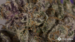 Pink Lemonade Marijuana Strain