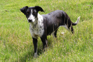 Boykin Spaniel Dog Breeds picture