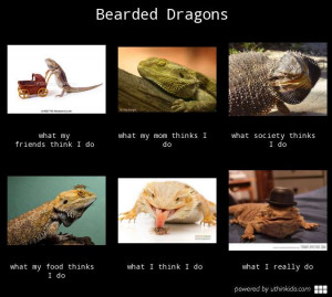 Bearded Dragon Meme
