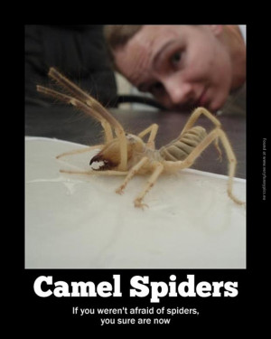 Tags: Afraid , Camel Spider , Spider