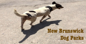 new brunswick dog parks page