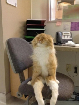 Funny Cat Sitting Upright In A Desk Chair Worked In Office