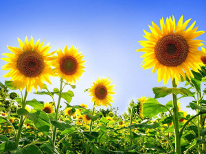 sun flower wallpapers cool and beautiful sunflower wallpapers for ...