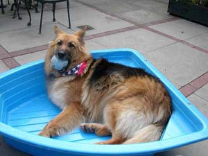 German Shepherd Dog...