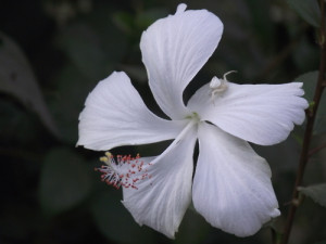 White hibiscus flower