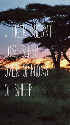 tiger doesn't lose sleep over opinions of sheep.