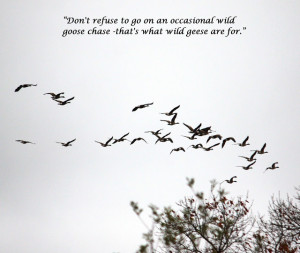 ... quotes! I've used my own photo of a flock of geese and edited it to