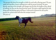secretariat quote with my horse named spark more secretariat quotes ...