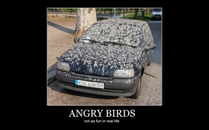 Why do birds poop on cars so much anyway? I think that they are just ...