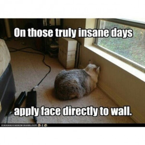 Bad Day Meme Funny Bad day #cat #humor #cats